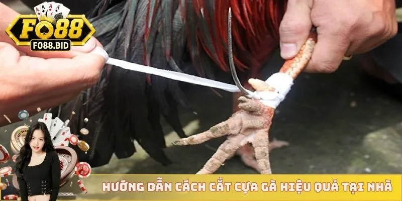 Những thuật ngữ đá gà cơ bản nên trải nghiệm ngay