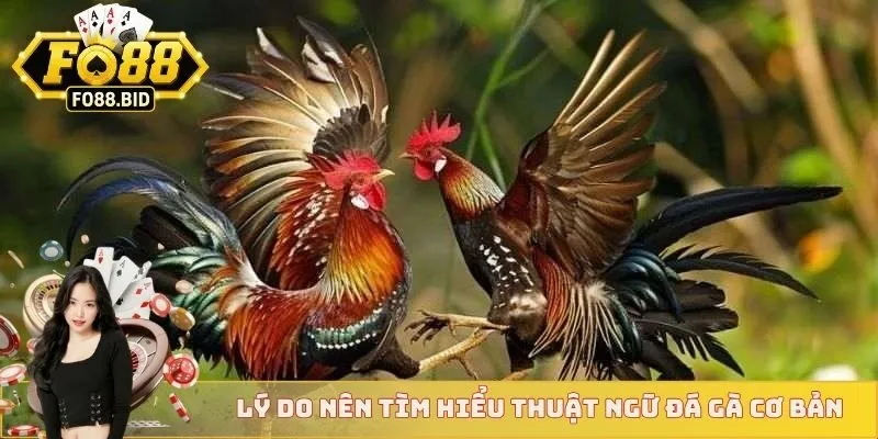 Lý do nên tìm hiểu thuật ngữ đá gà cơ bản 
