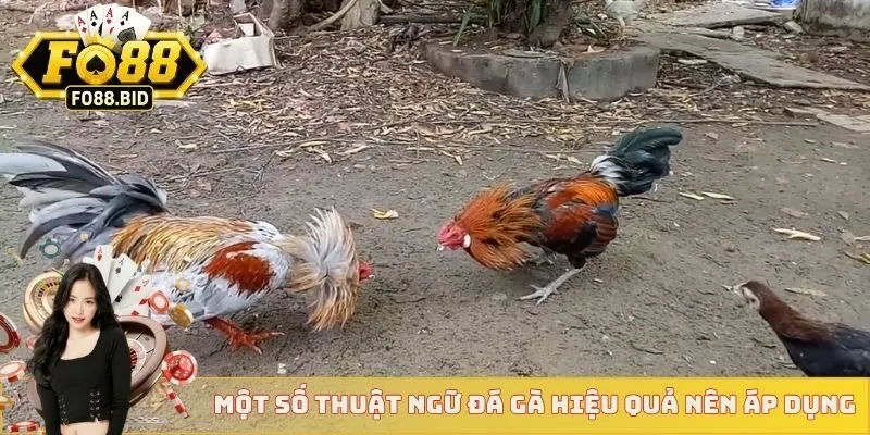 Một số thuật ngữ đá gà hiệu quả bạn nên áp dụng 