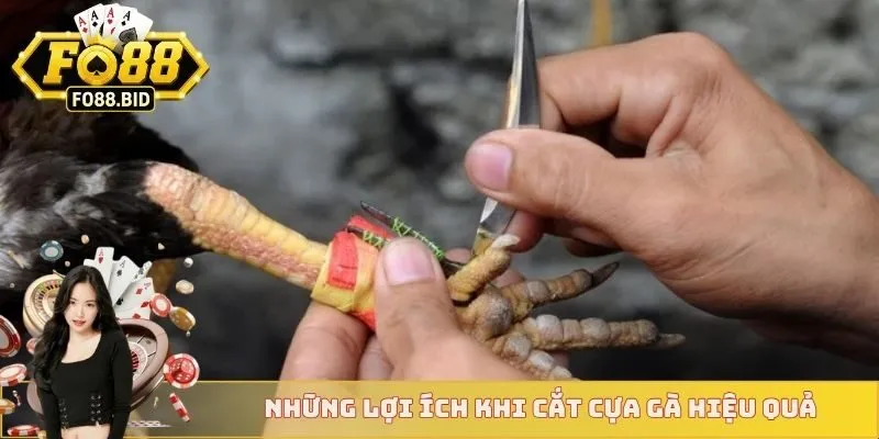 Những lợi ích khi cắt cựa gà hiệu quả 