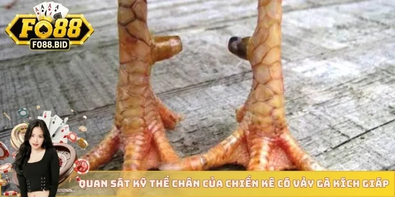 Quan sát kỹ thế chân của chiến kê có vảy gà kích giáp
